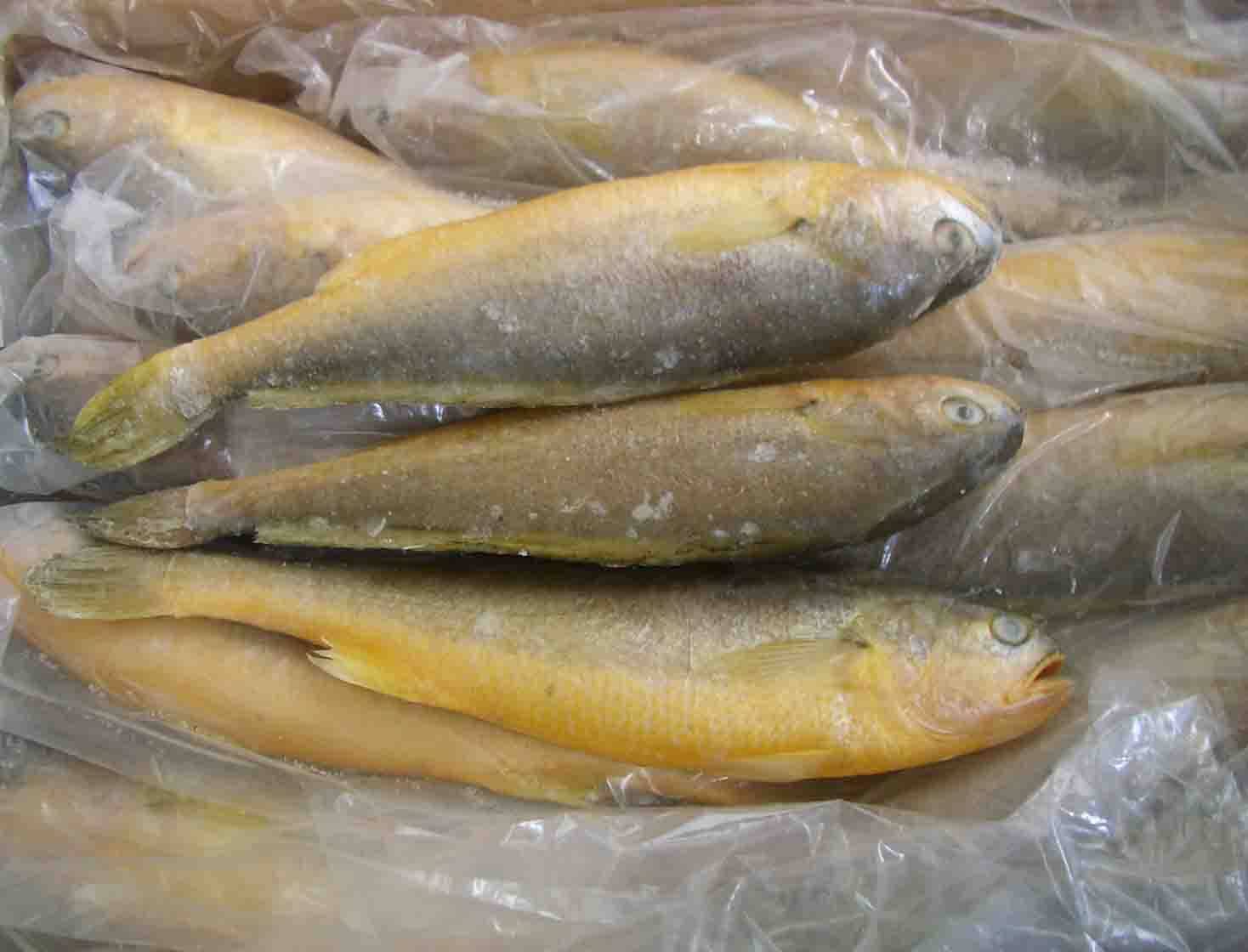 Yellow Croaker IQF for Asian Markets